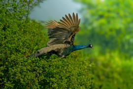 burung-merak 10 senarai